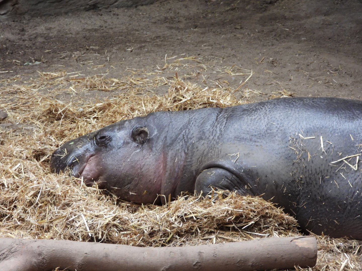Pygmy hippopotamus