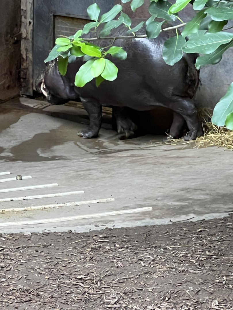 Pygmy Hippopotamus