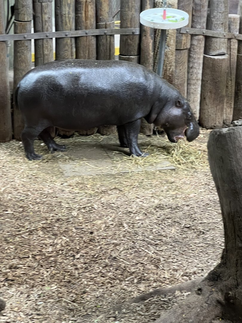 Pygmy Hippopotamus