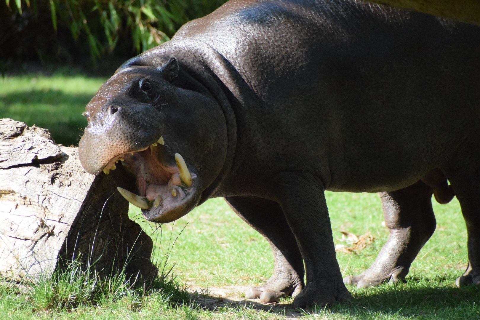 Pygmy hippopotamus