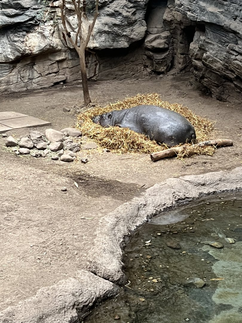 Pygmy Hippopotamus