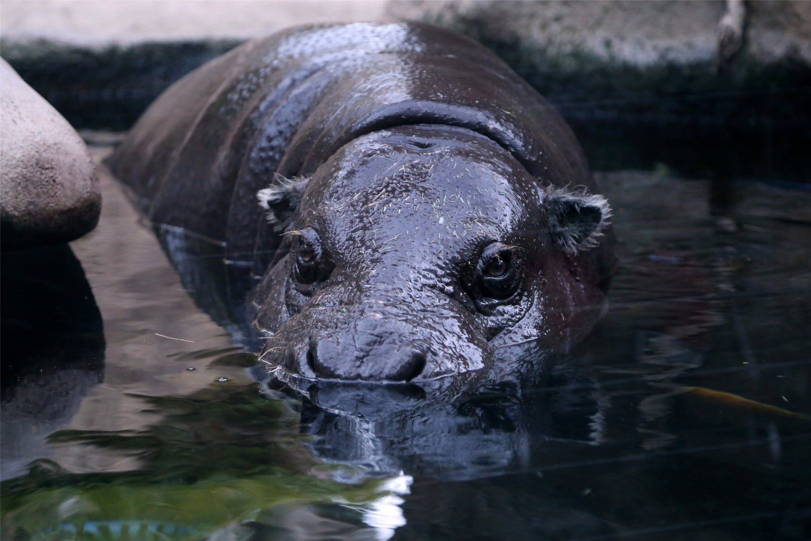 Pygmy Hippopotamus