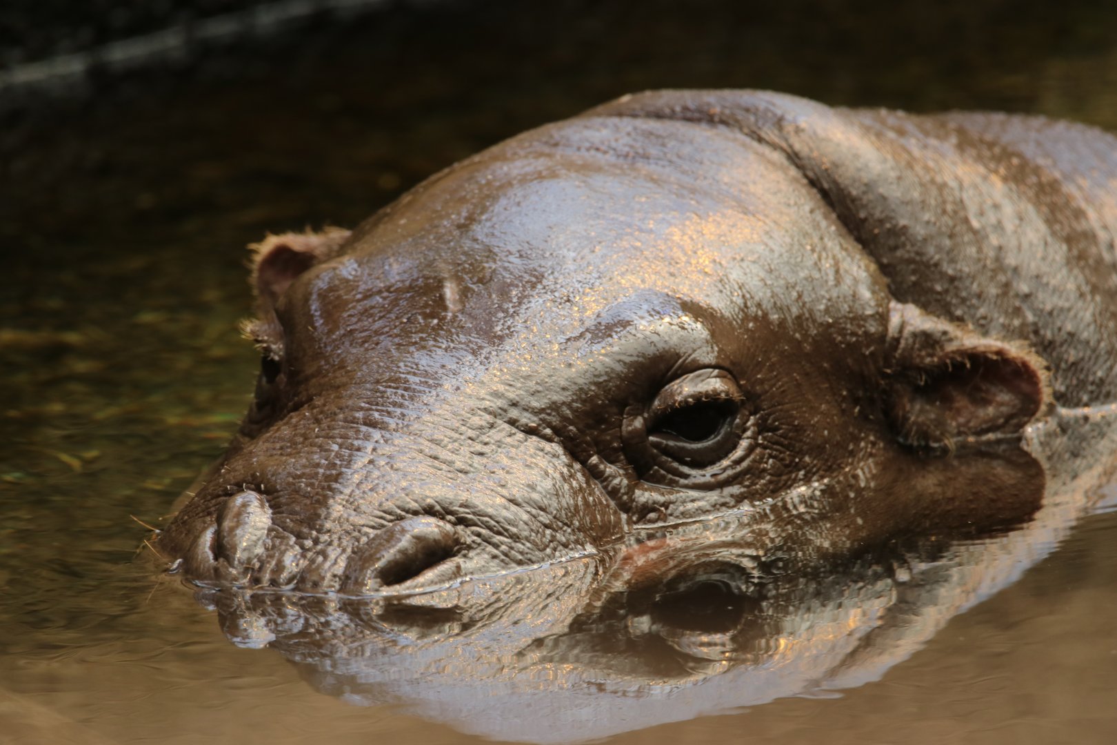 Pygmy hippopotamus