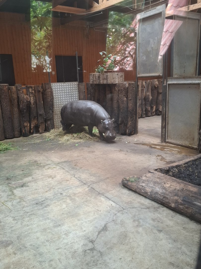 Pygmy Hippopotamus
