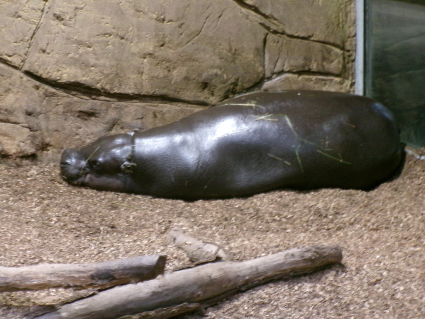 Pygmy hippopotamus