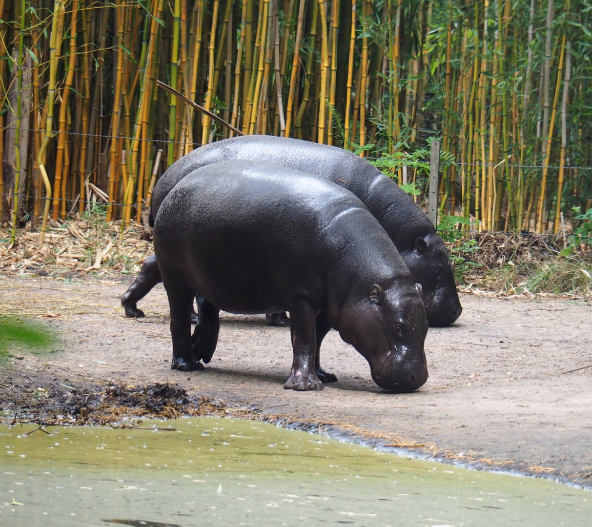 Pygmy hippopotamuses (Choeropsis liberiensis), 2019-08-11