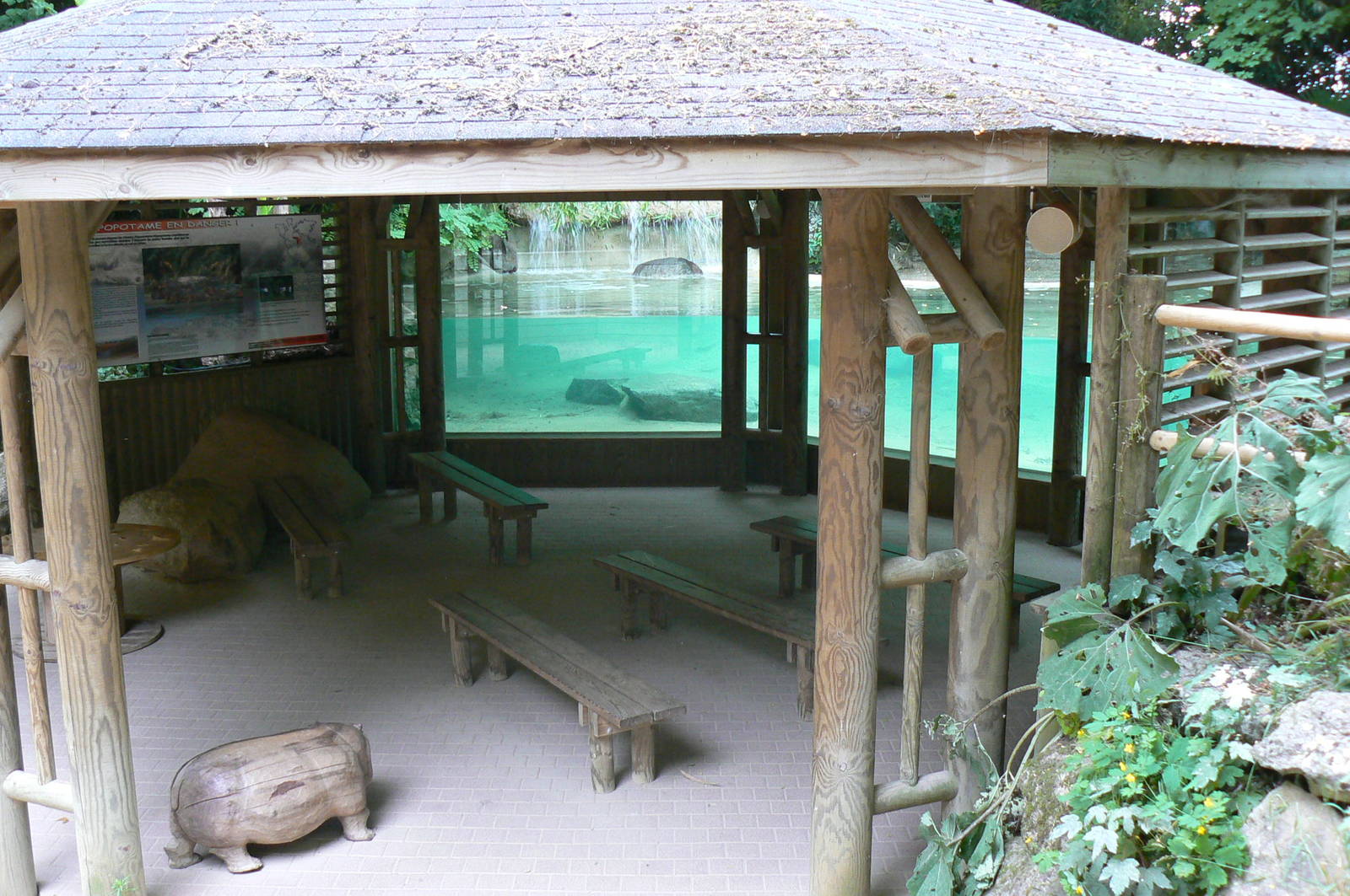 Pygmy hippopotamuses underwater viewing