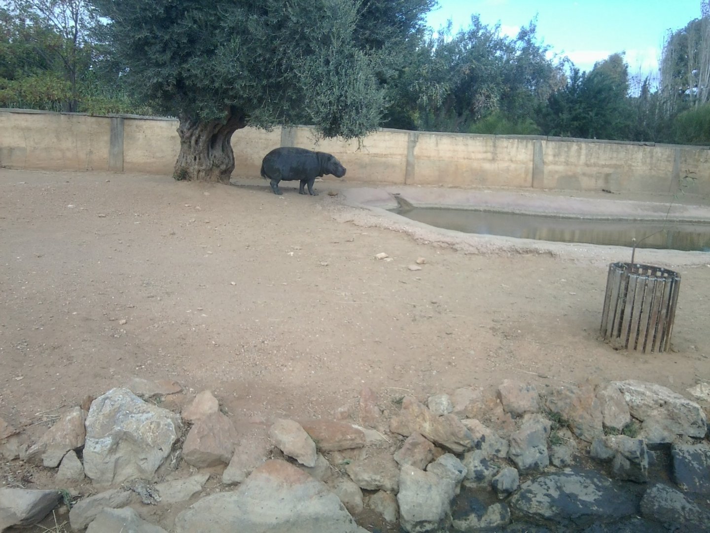 Pygmy hippopothamus