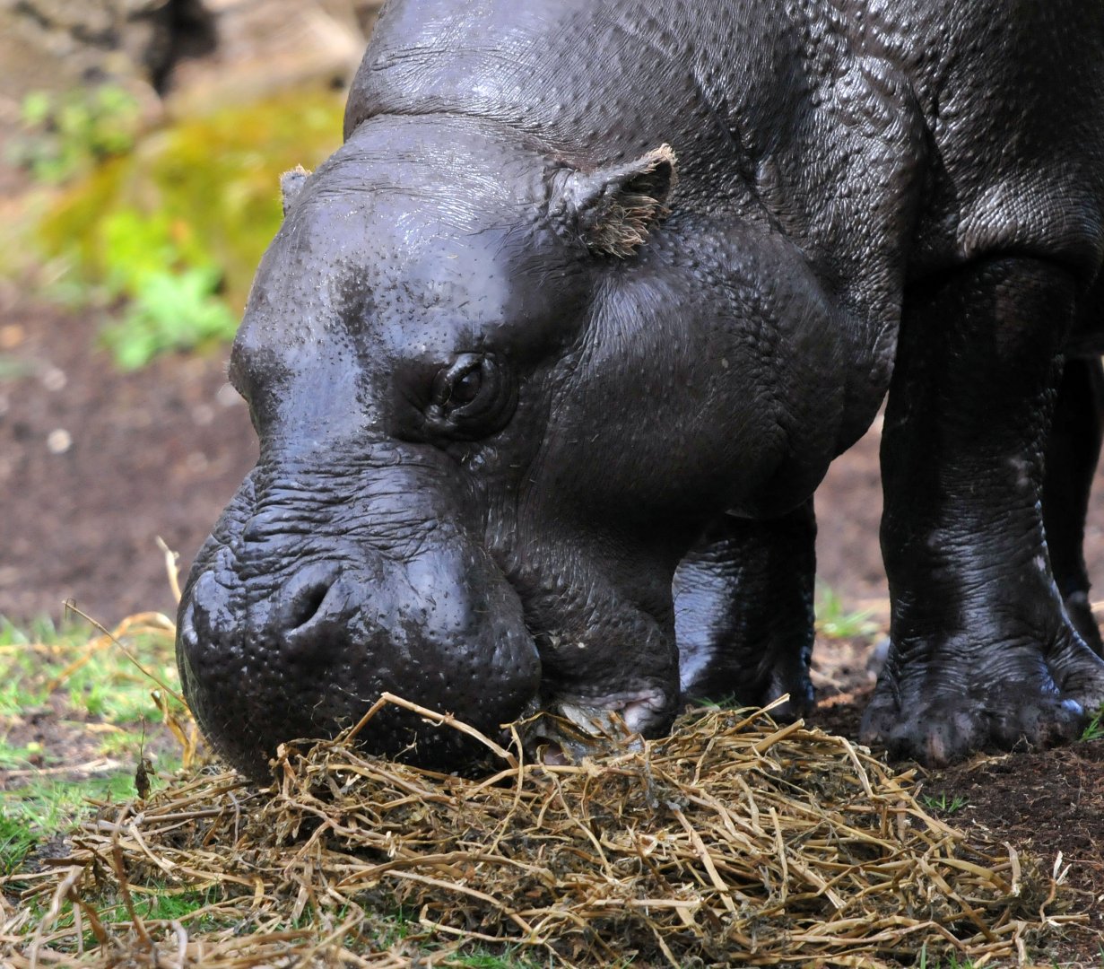 Pygmy hippopotomaus