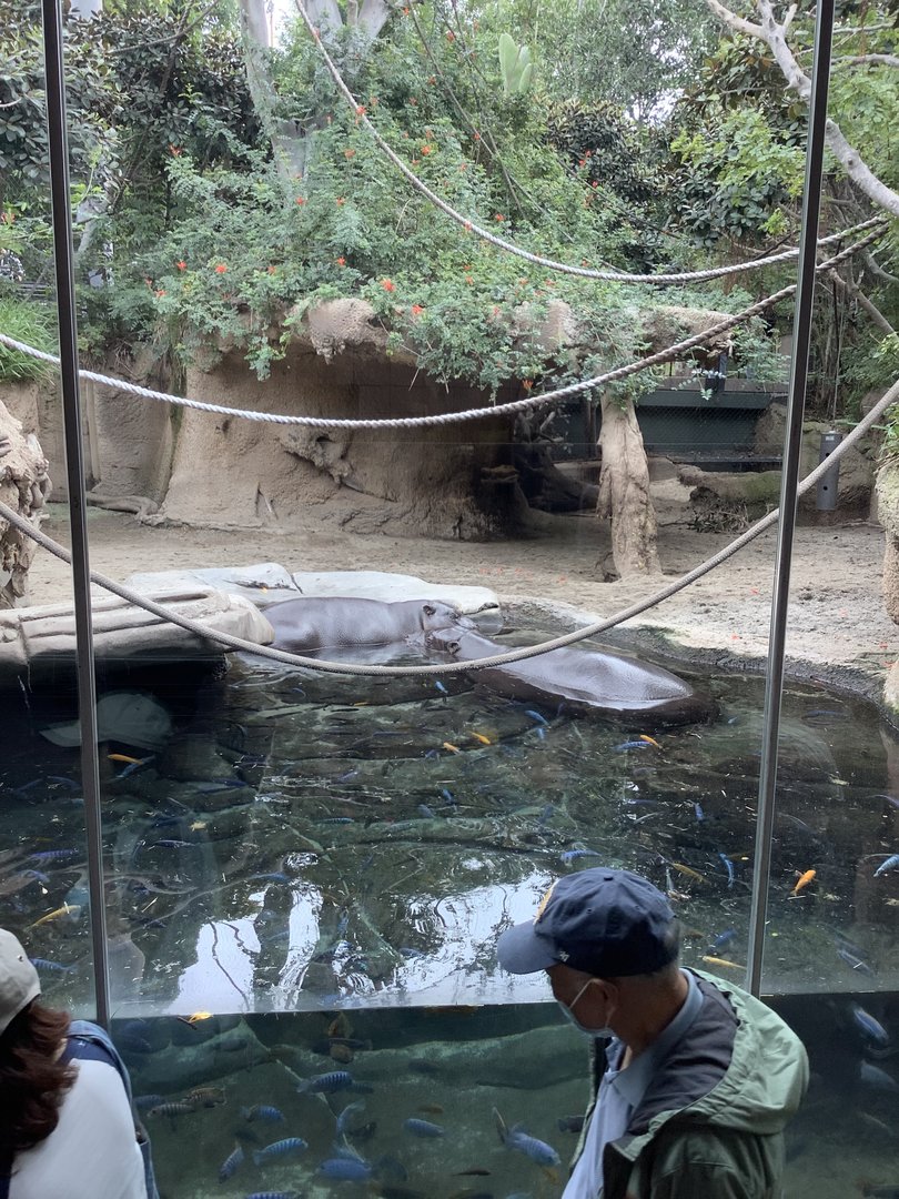 Pygmy Hippos 10/7/21