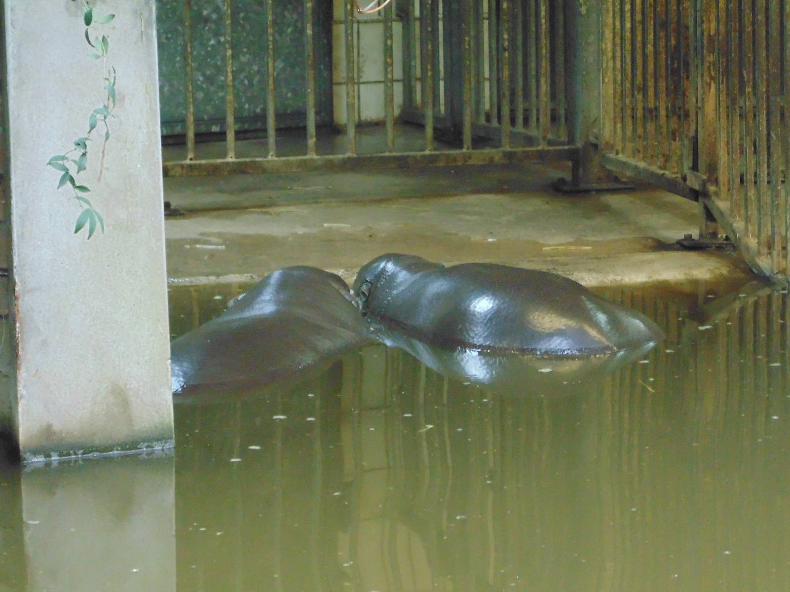 Pygmy Hippos 15/3/15