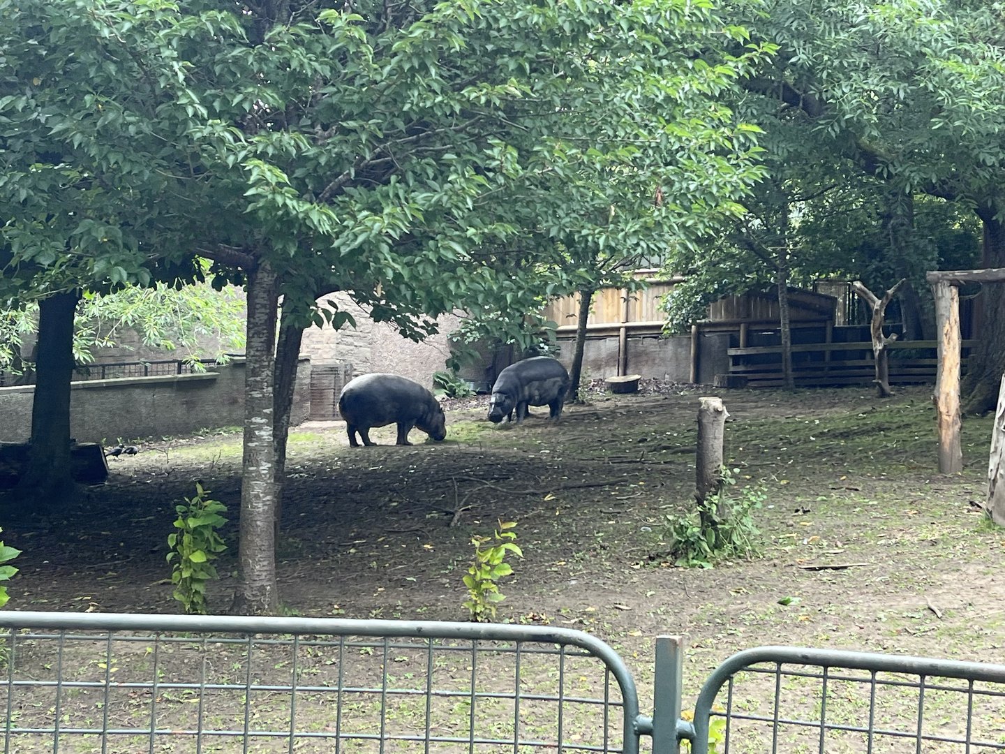 Pygmy hippos 17.7.23