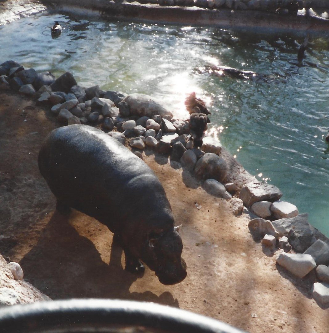 Pygmy Hippos 1990s
