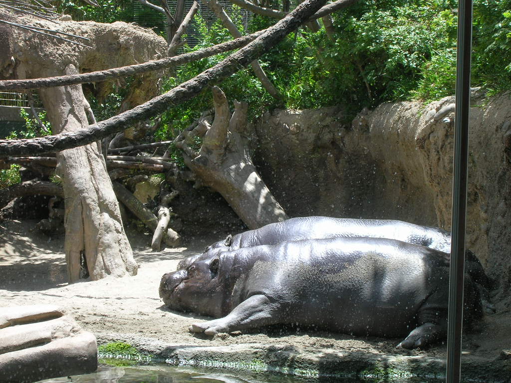 Pygmy Hippos 5-18-10