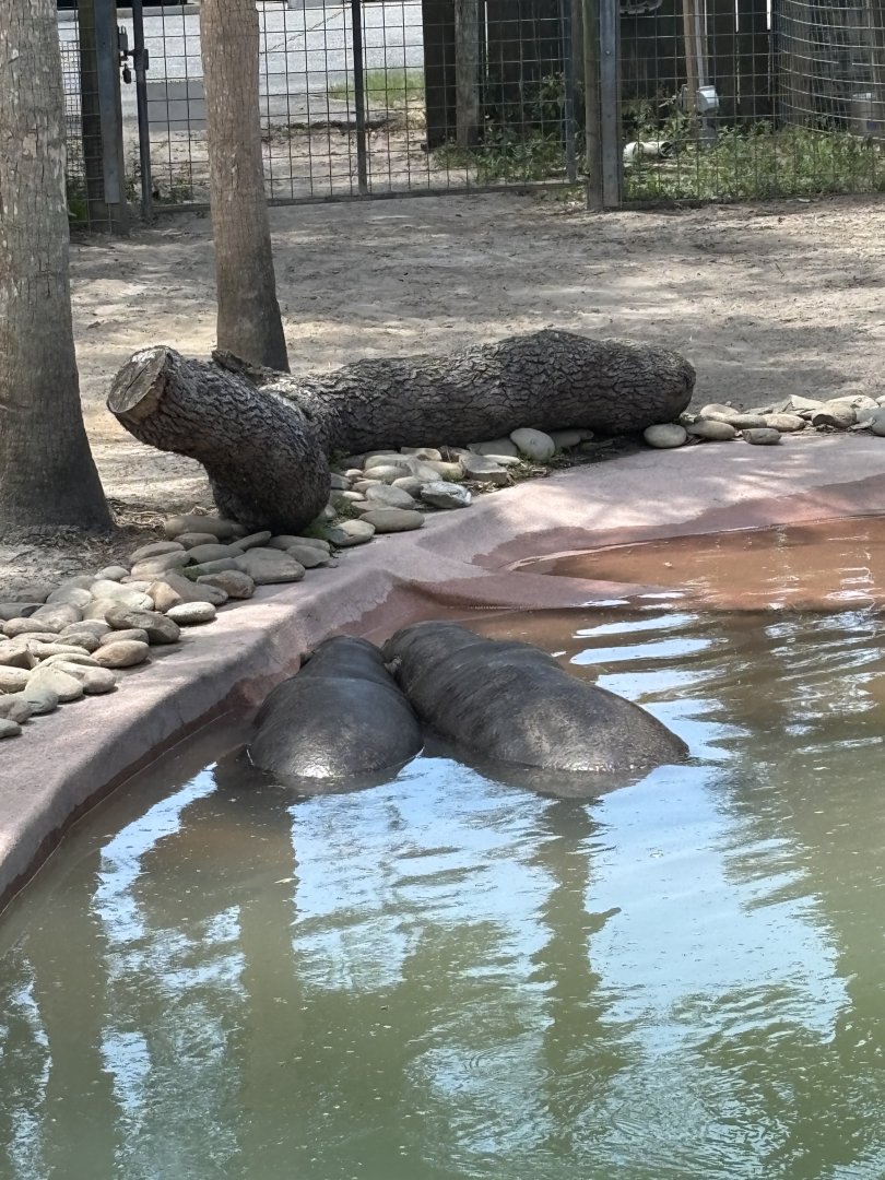 Pygmy Hippos - 5/27/2025