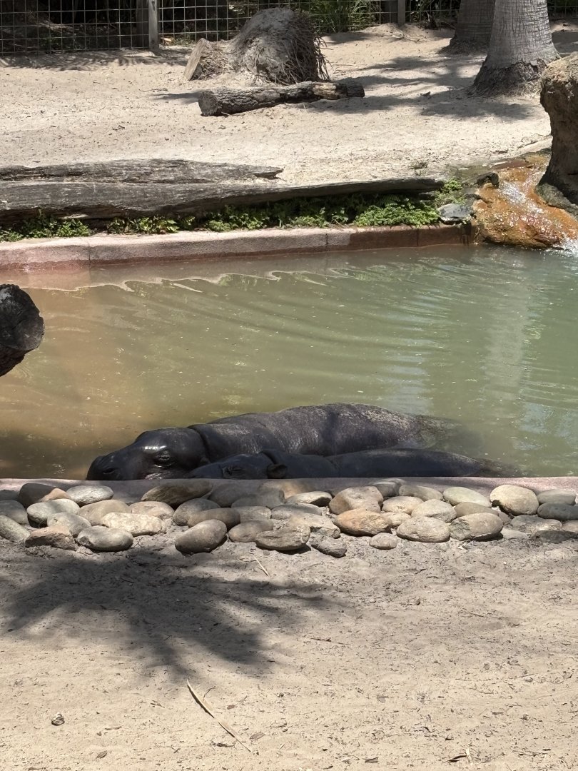 Pygmy Hippos - 5/27/2025