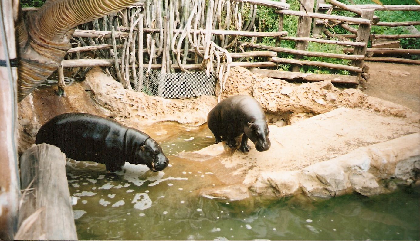 Pygmy Hippos at Aguilas Jungle Park in Tenerife, 29 April 2003
