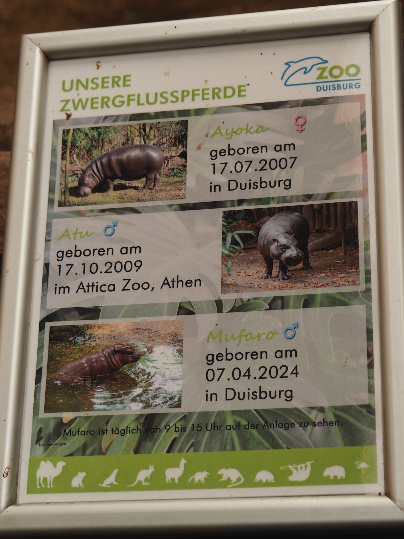 Pygmy hippos at Duisburg signage, 2024-06-08