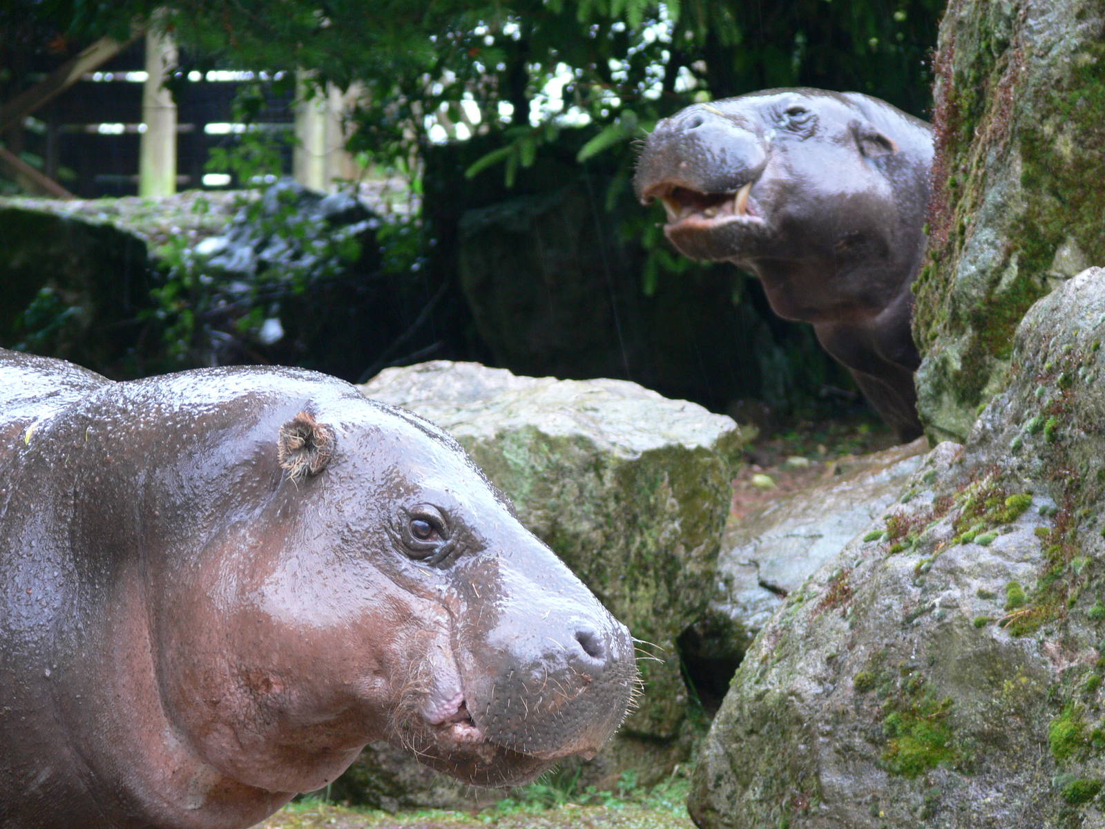 Pygmy Hippos at South Lakes, 04/07/14