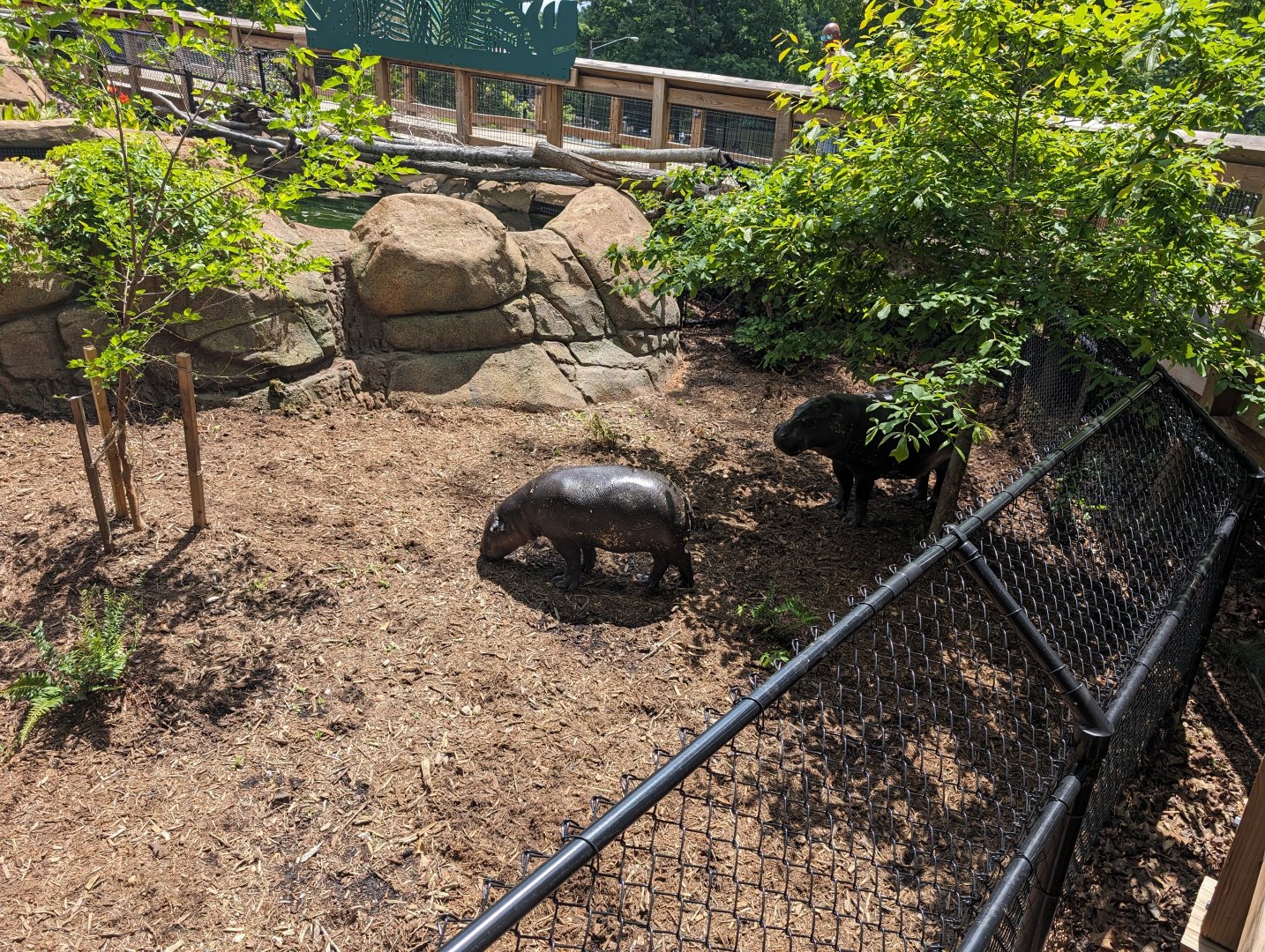 Pygmy Hippos at the Greensboro Science Center