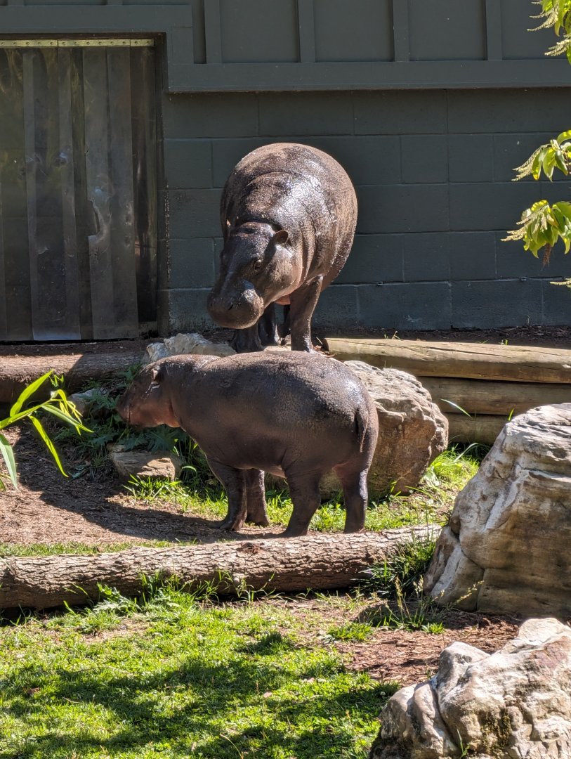 Pygmy Hippos at the Greensboro Science Center