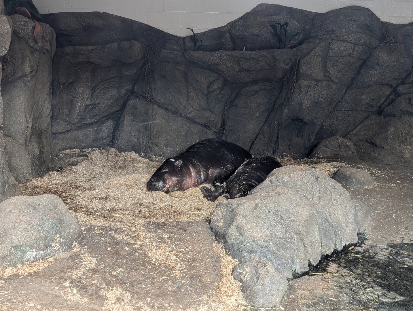Pygmy Hippos at the Greensboro Science Center