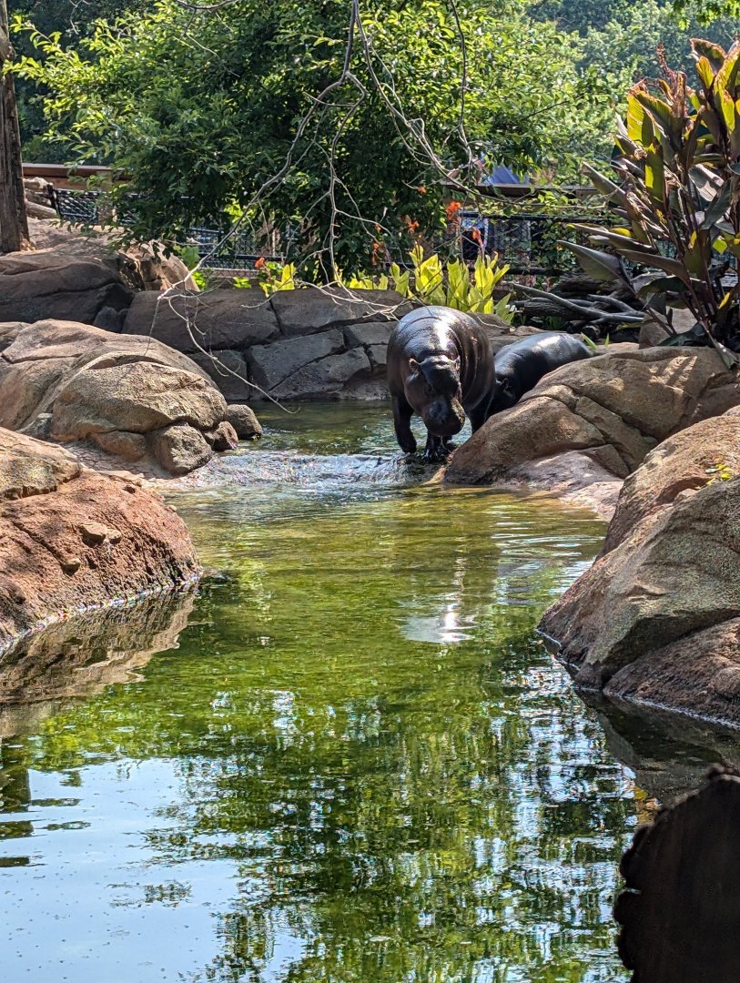 Pygmy Hippos at the Greensboro Science Center