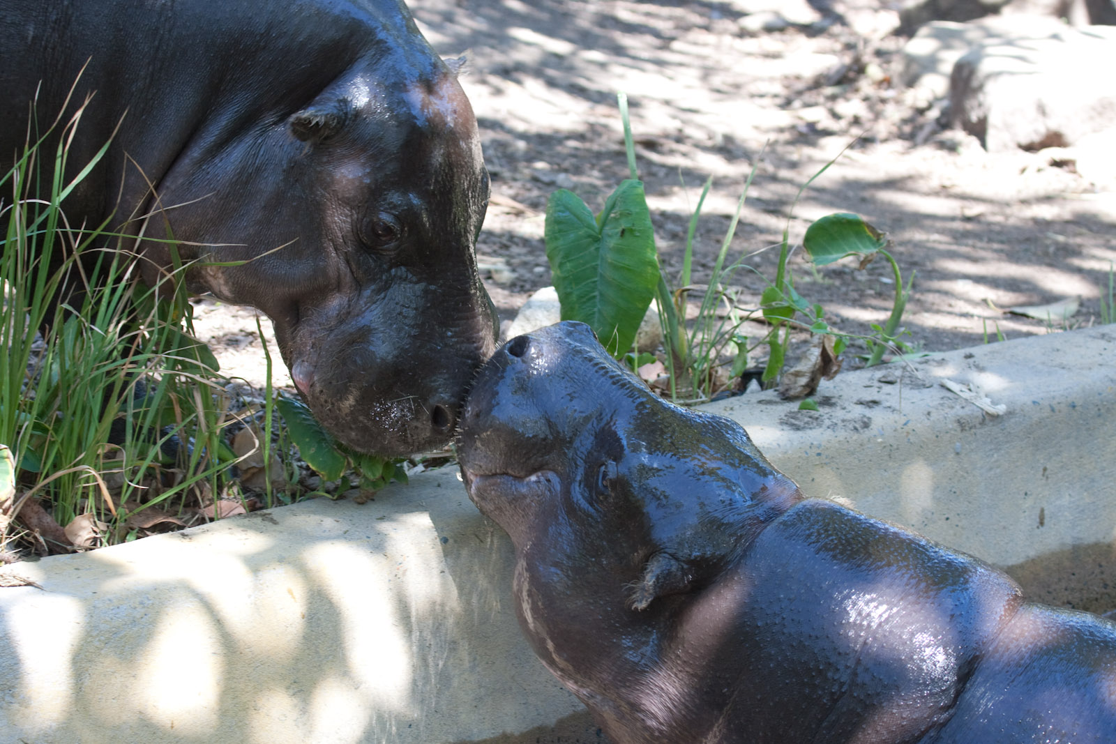 Pygmy Hippos being amorous - Jan 2009