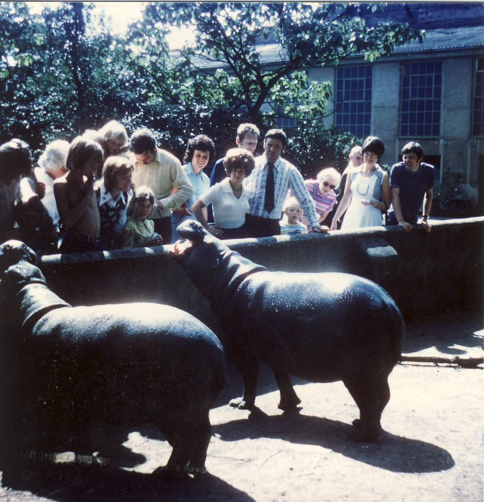 Pygmy Hippos Chester Zoo 25 August 1975