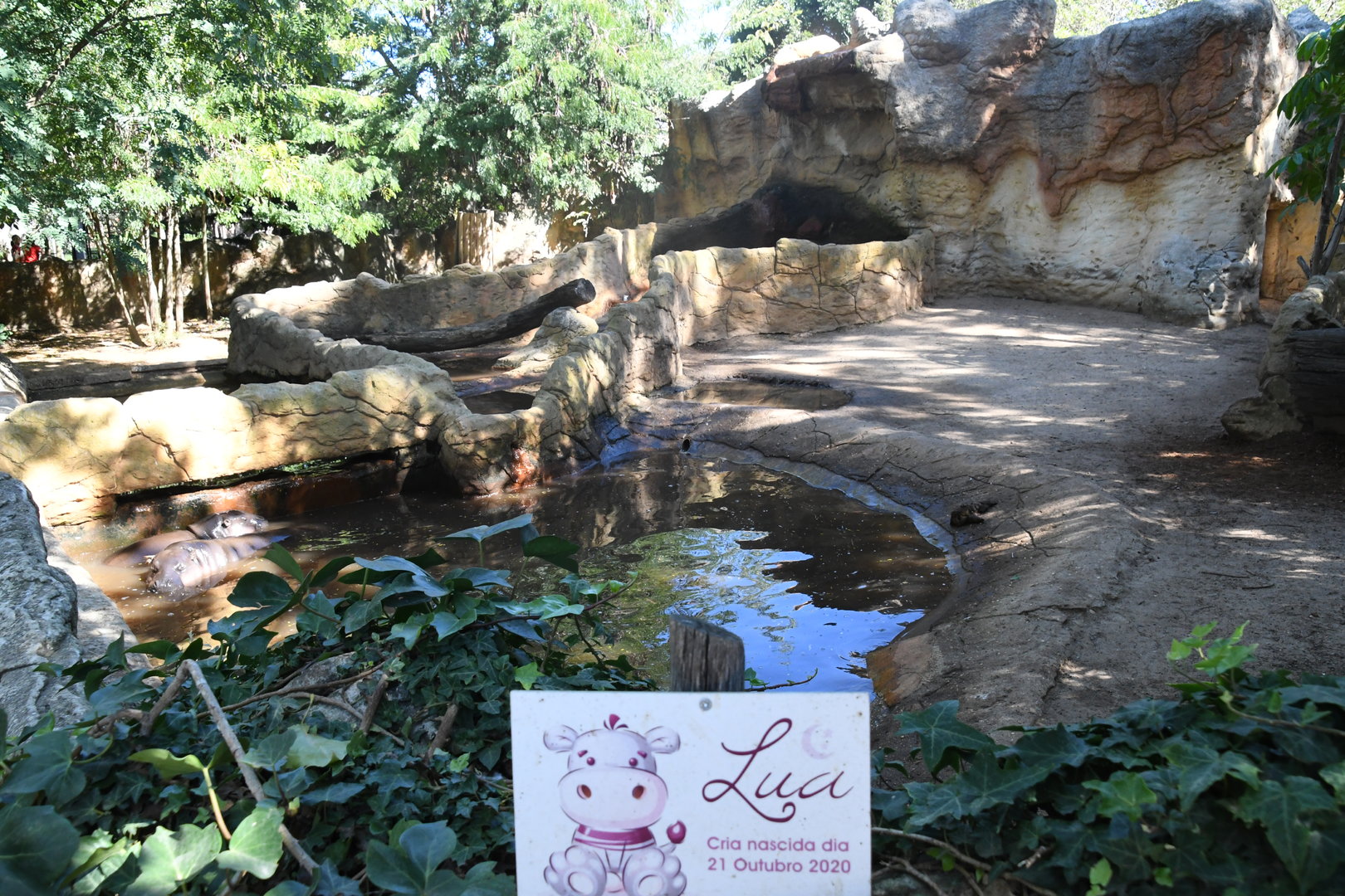 Pygmy Hippos Exhibits (set of two enclosures)