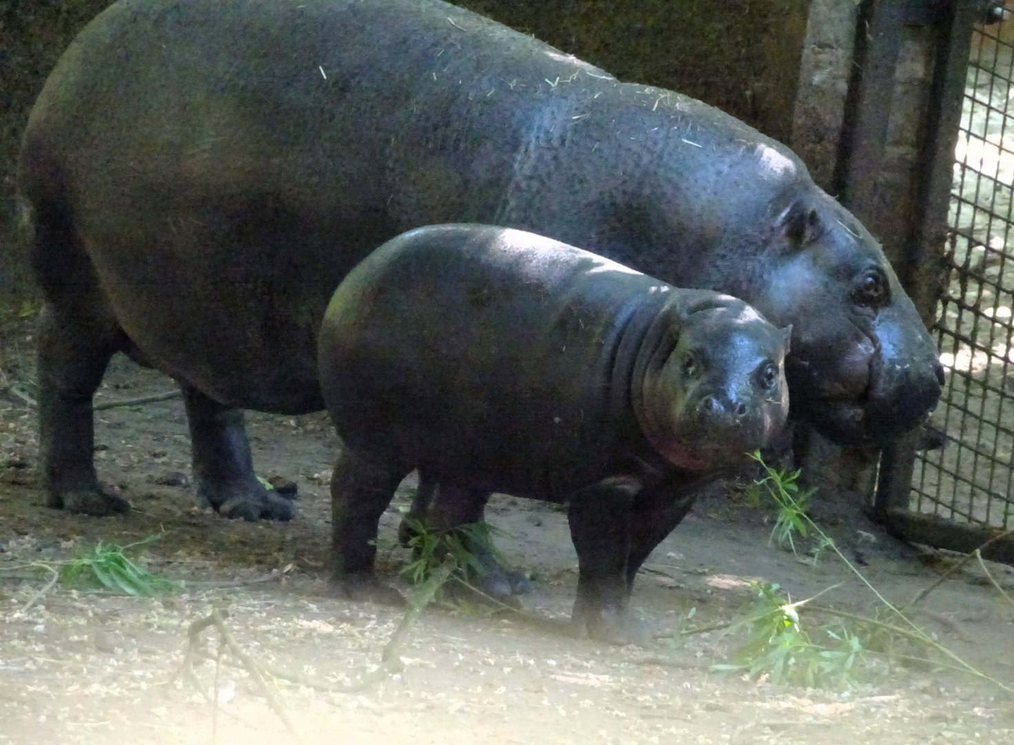 Pygmy hippos Gloria and Haggis       21 May 2025
