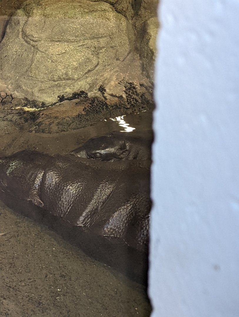 Pygmy Hippos "Holly" and "Huckleberry"