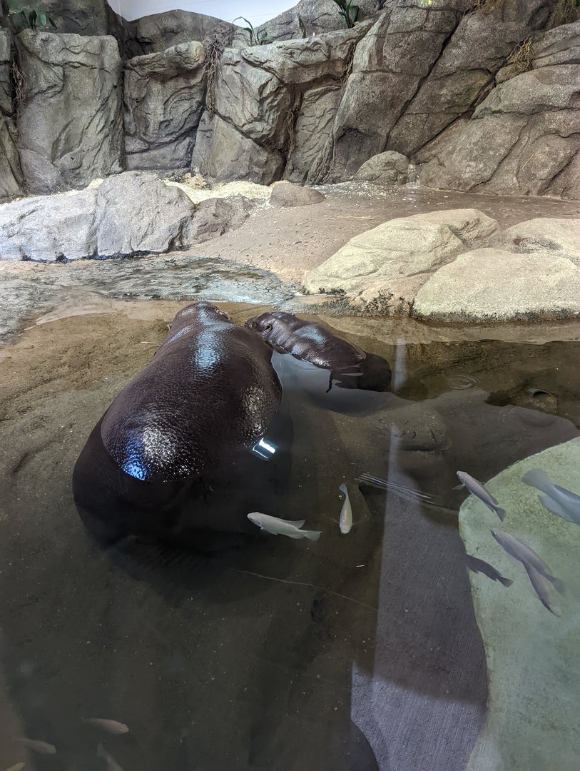 Pygmy Hippos "Holly" and "Huckleberry"