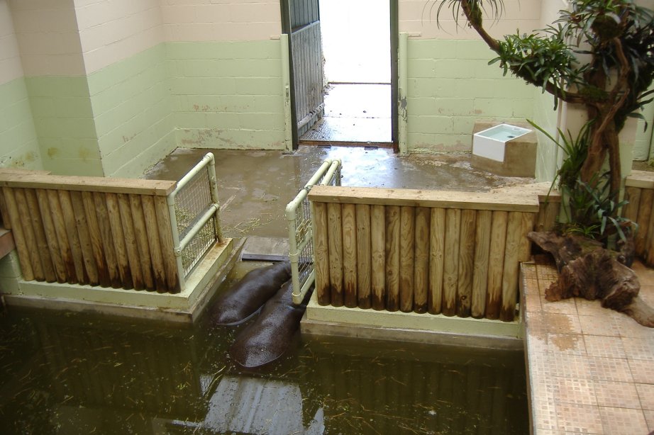 Pygmy Hippos in Marwell's Semi-aquatic Mammal House 2007