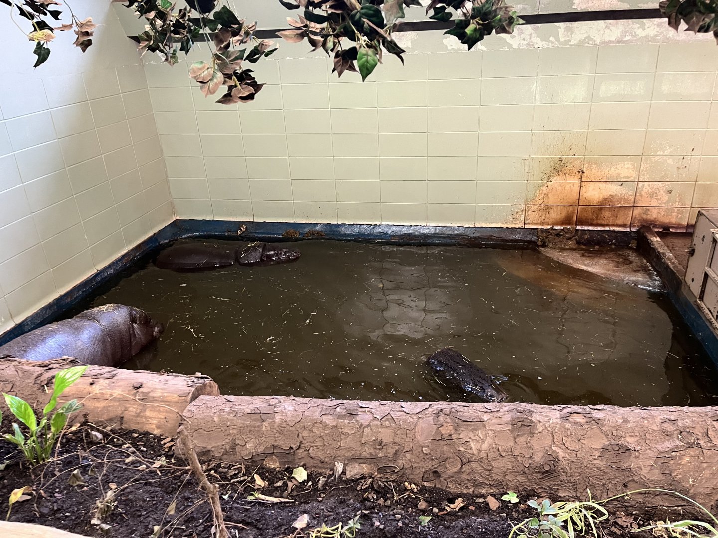 Pygmy hippos in the indoor pool 10.2.24