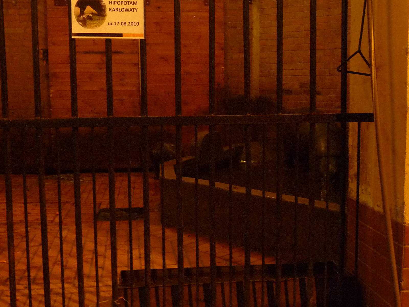 Pygmy Hippos indoor exhibit