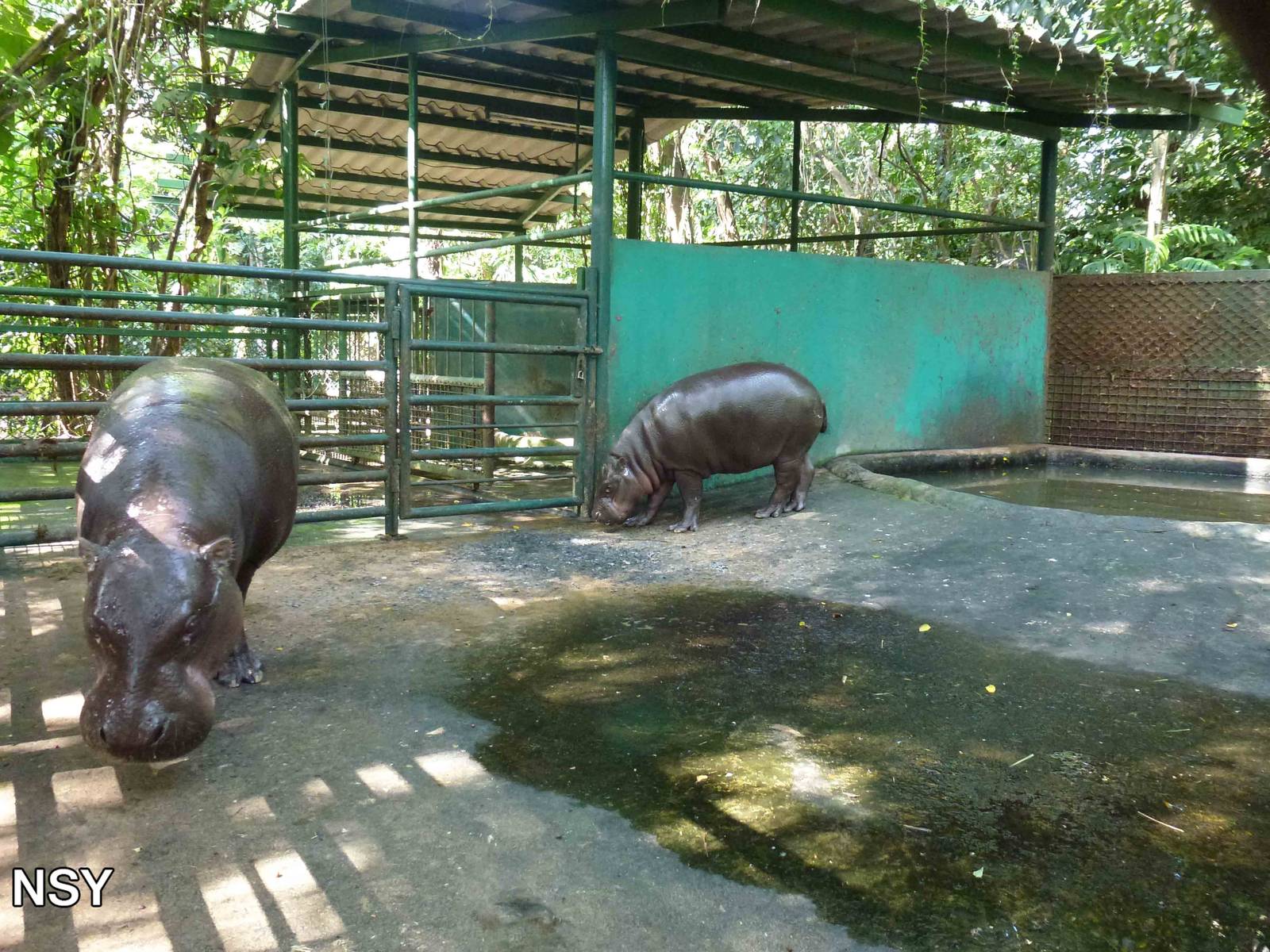 Pygmy hippos, June 2013.