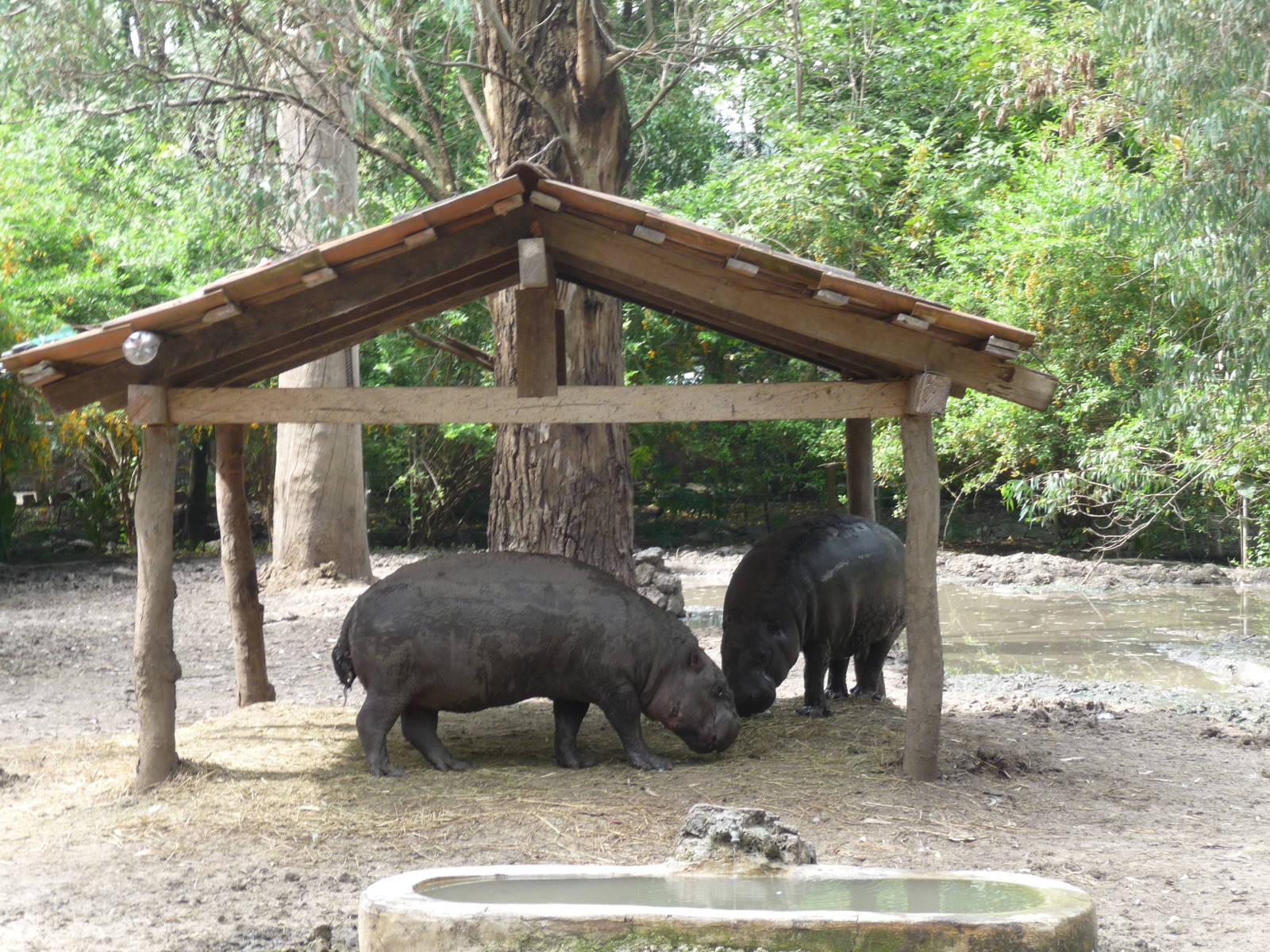 pygmy hippos morelia zoo
