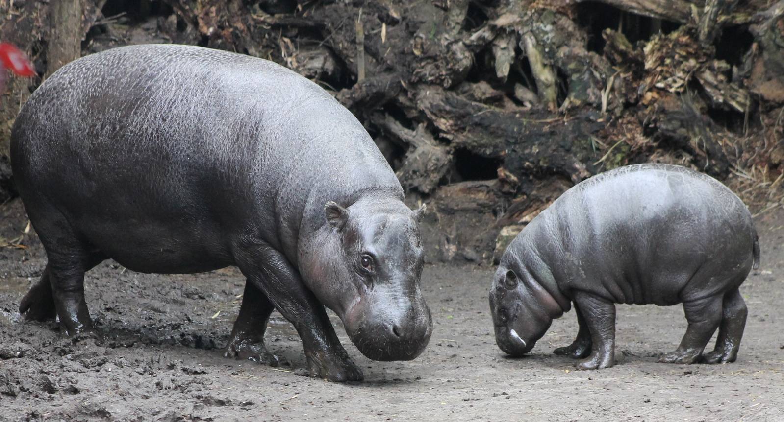 Pygmy hippos - mother and baby