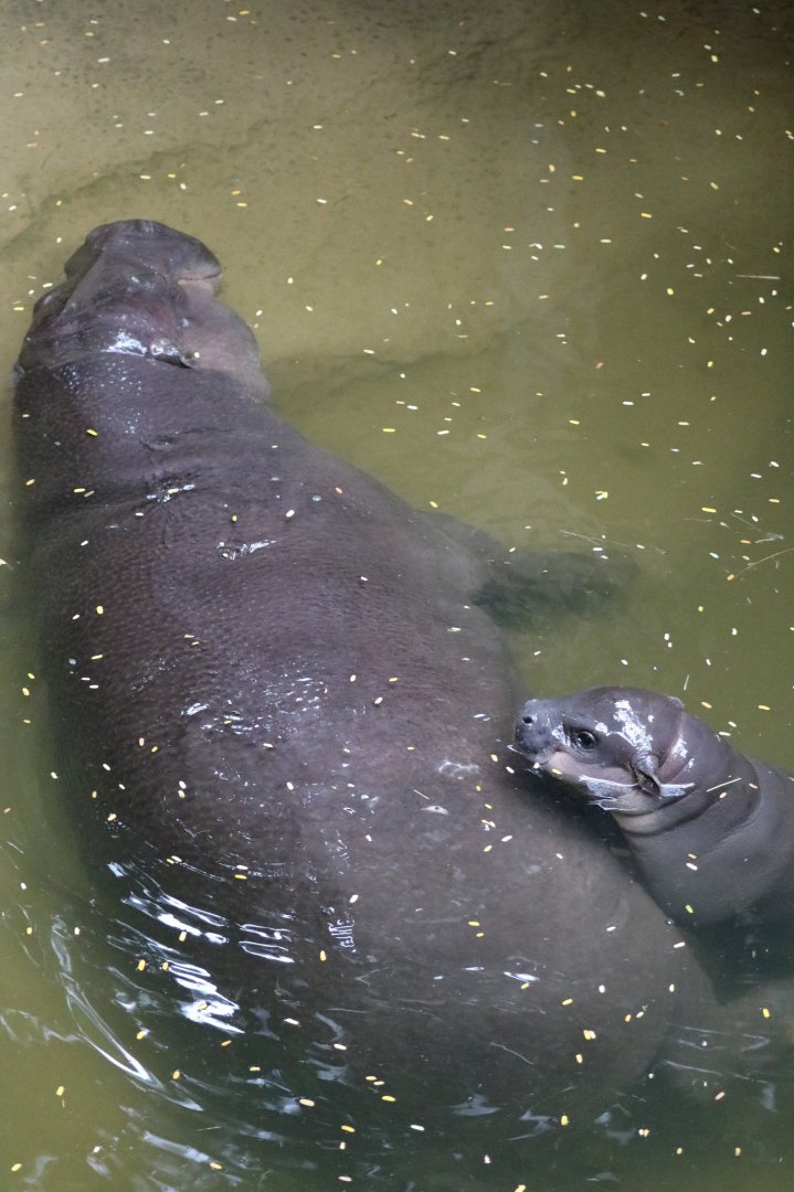 Pygmy Hippo's-Mother and Calf