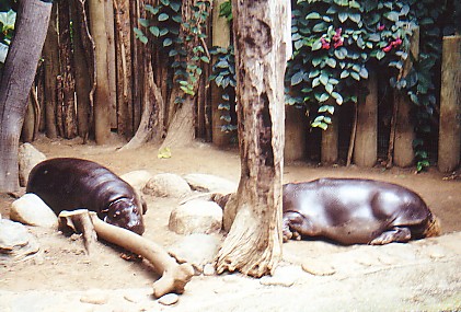 Pygmy Hippos @ Toronto zoo