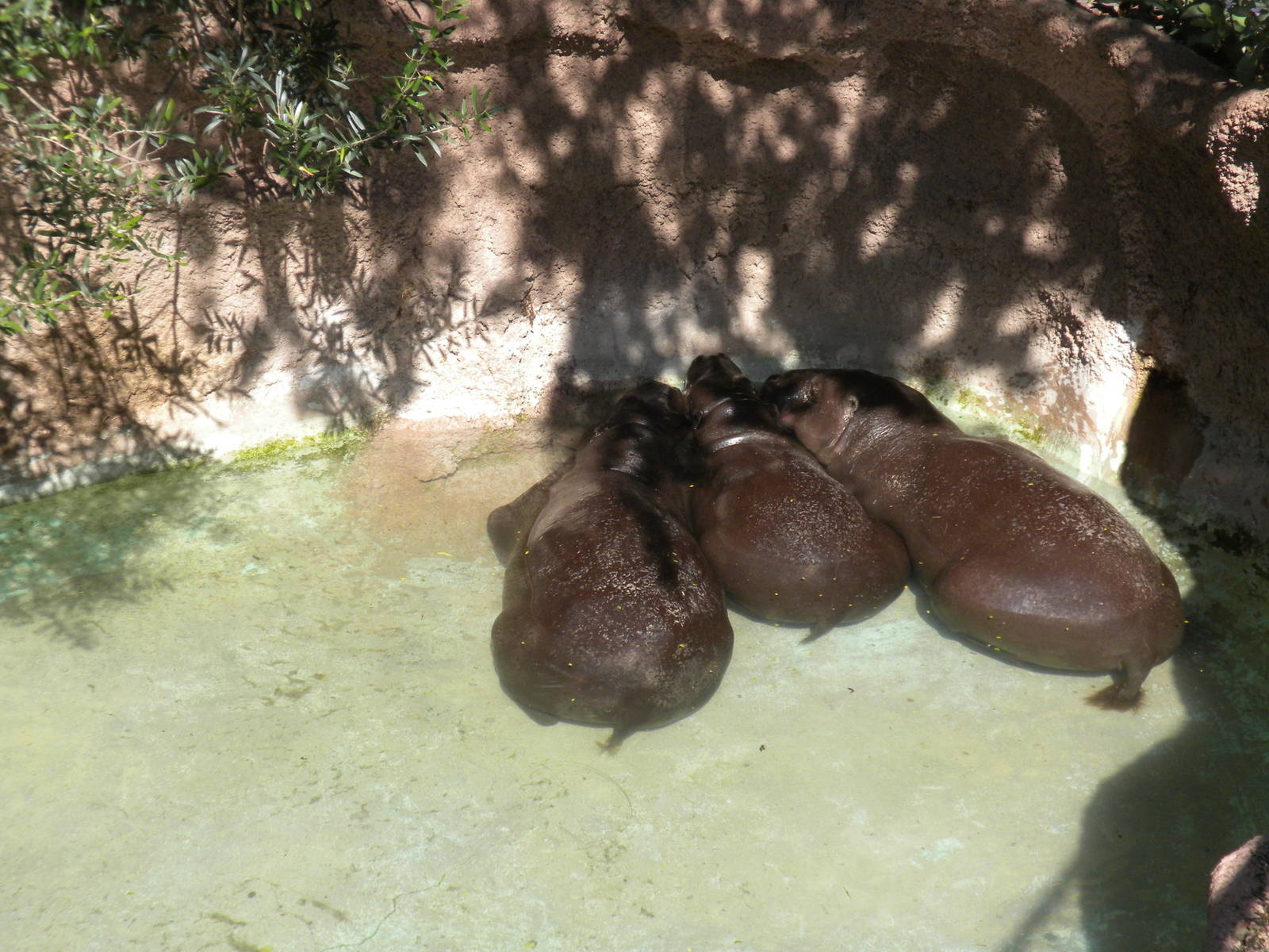 Pygmy Hippos