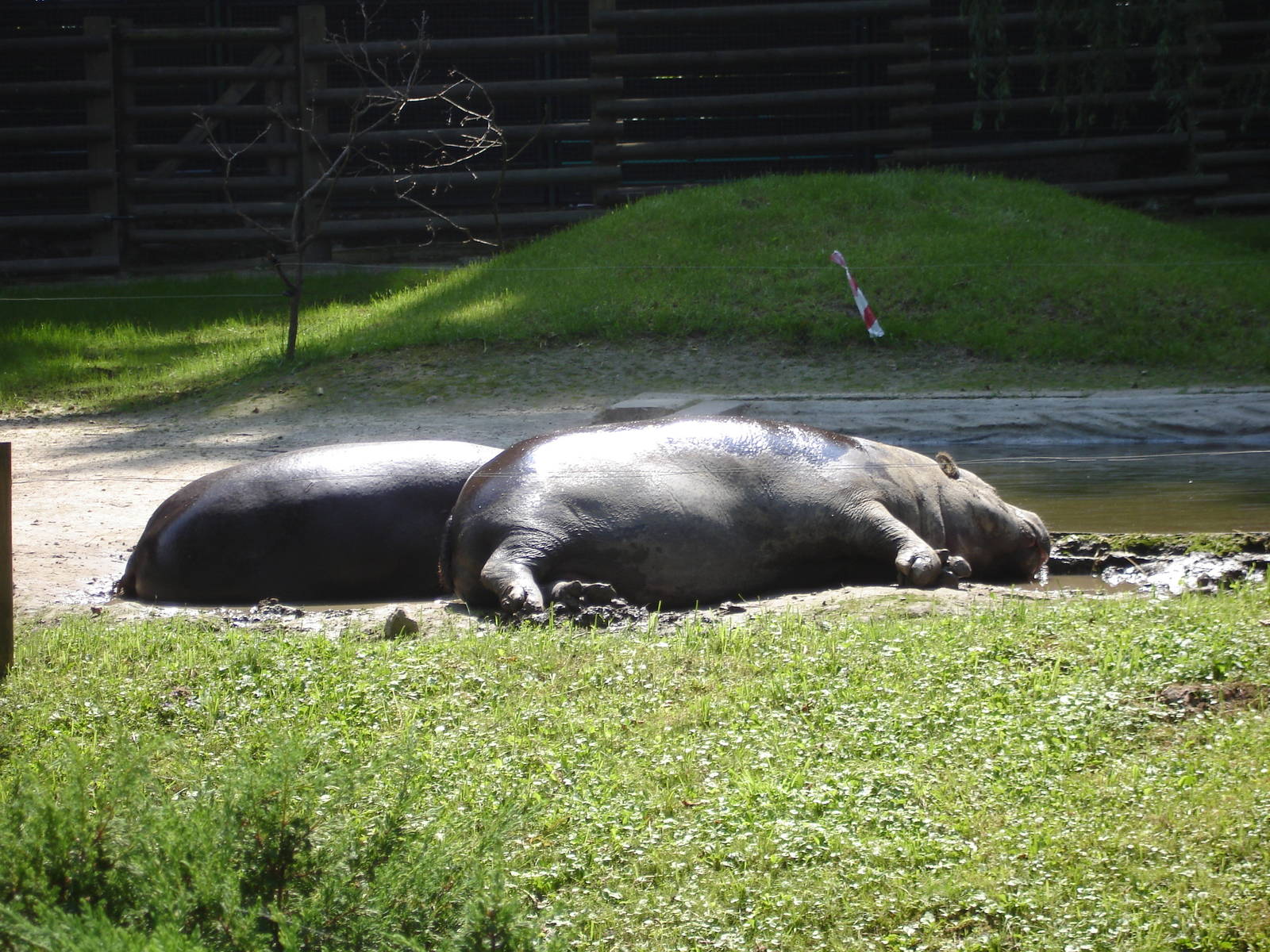 Pygmy hippos