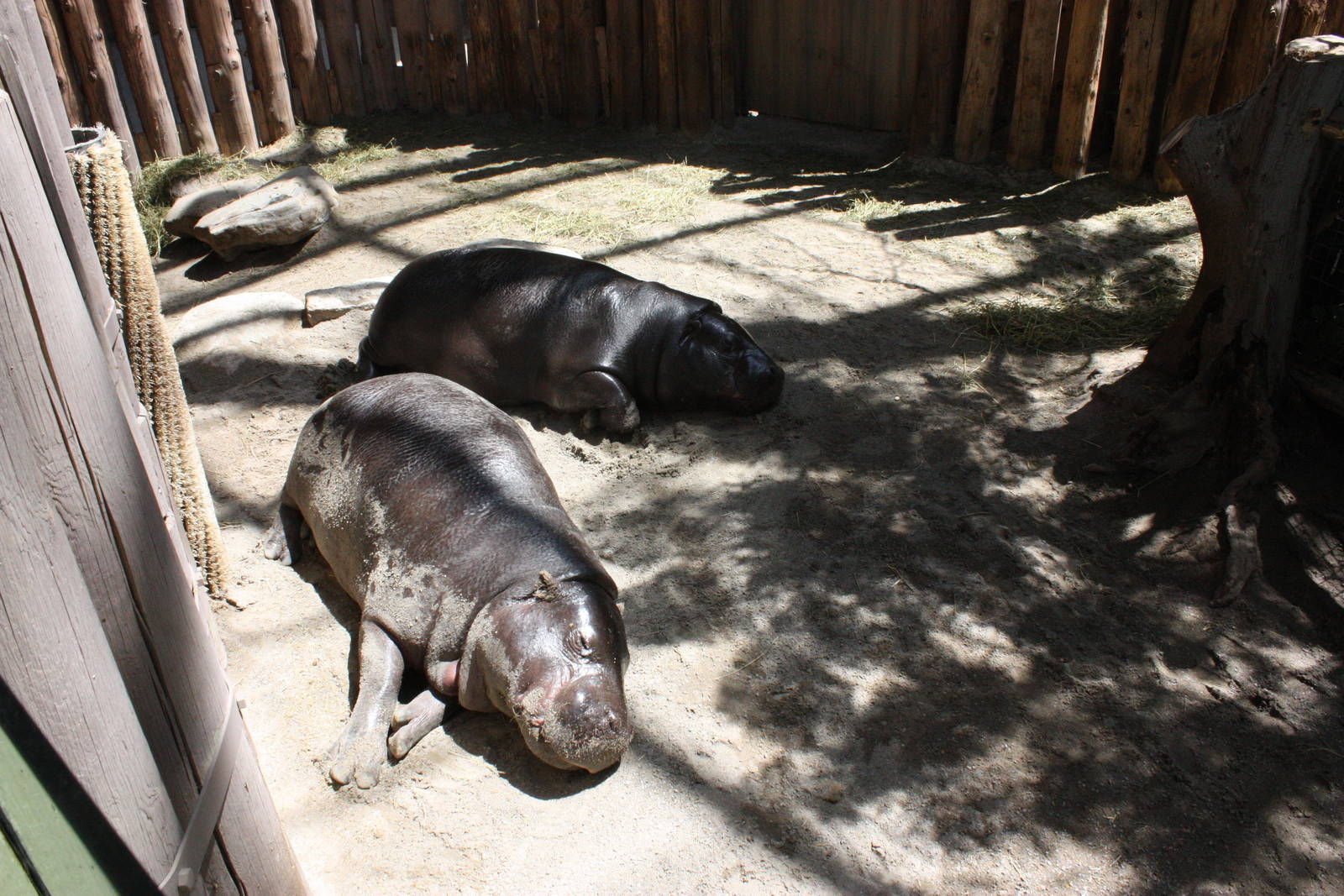 Pygmy Hippos