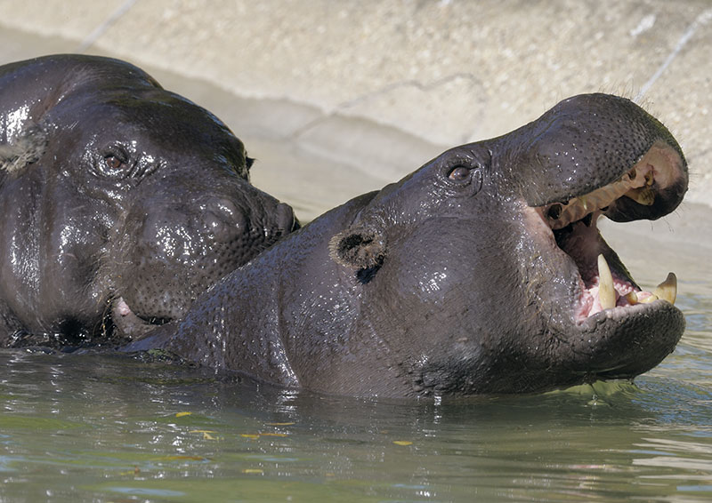 Pygmy hippos