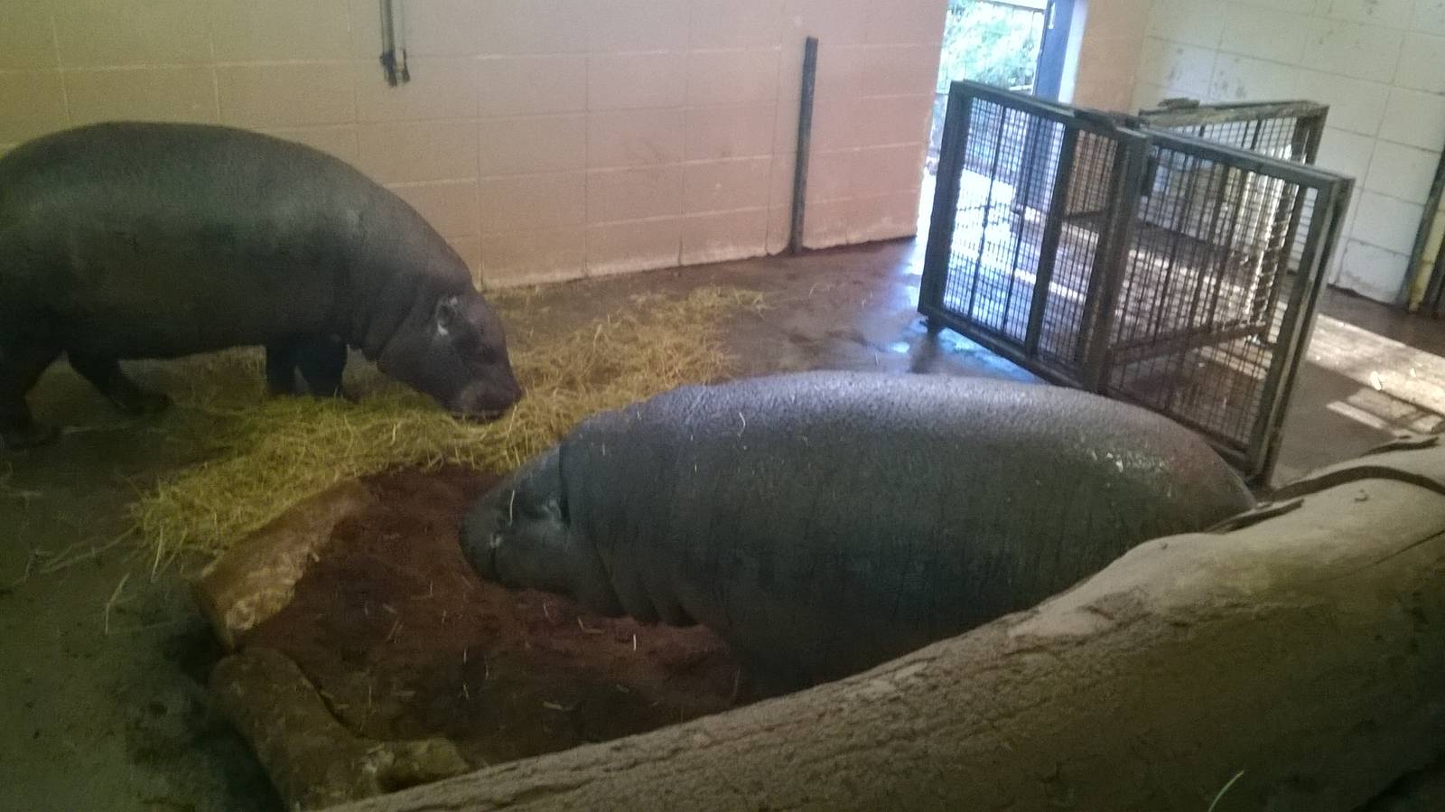 Pygmy Hippos