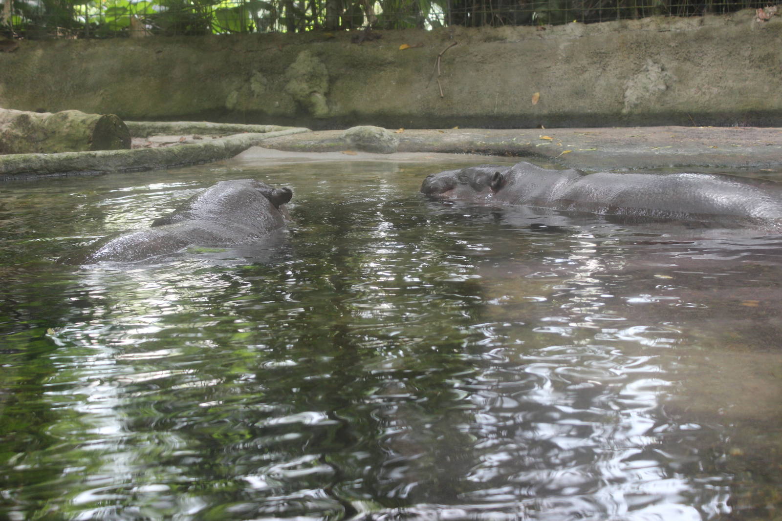 Pygmy Hippos