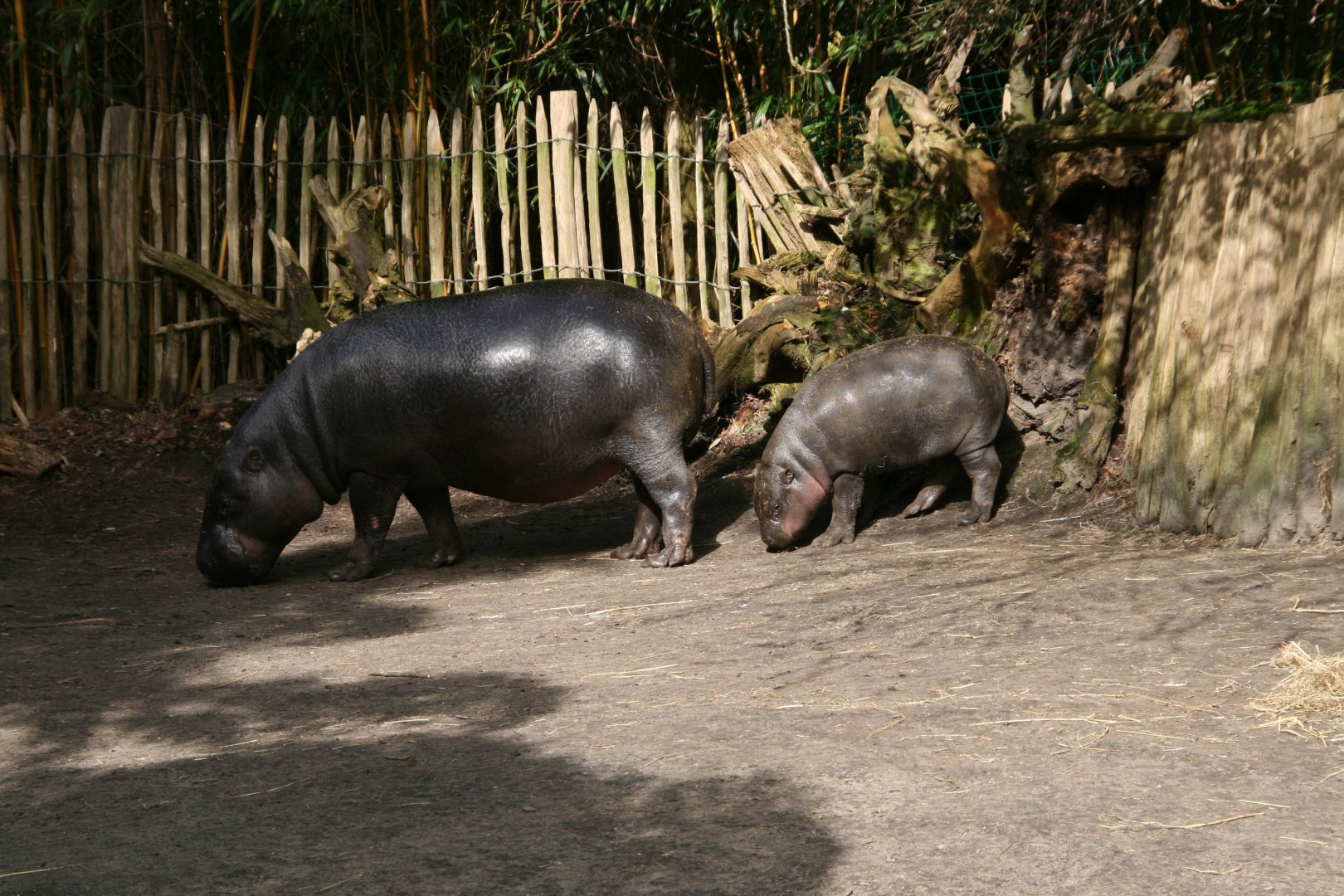 Pygmy hippo's