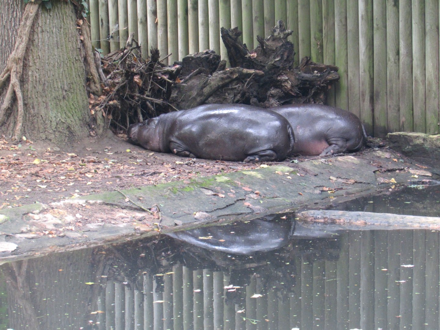 Pygmy Hippos