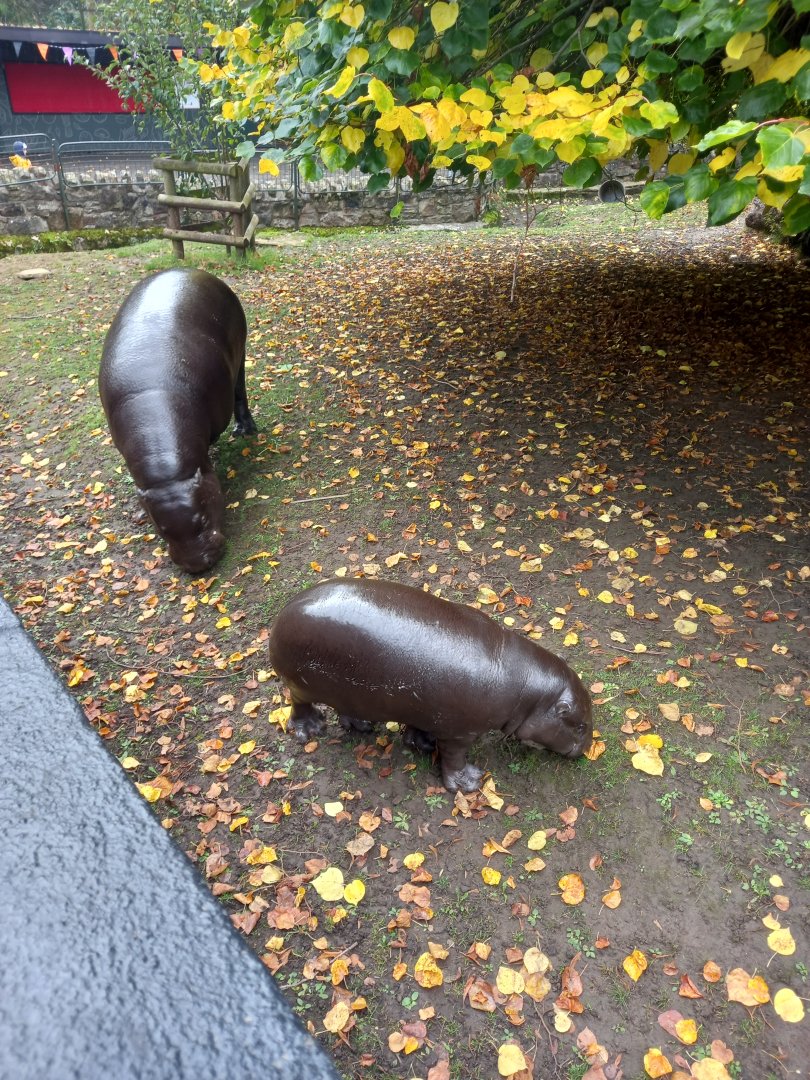 Pygmy hippos